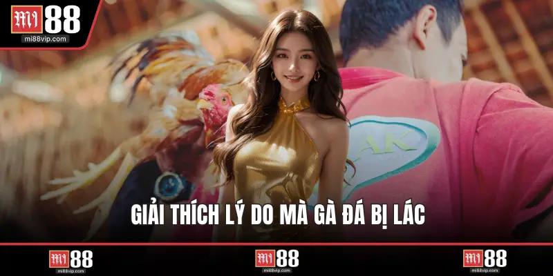 Giải thích lý do mà gà đá bị lác