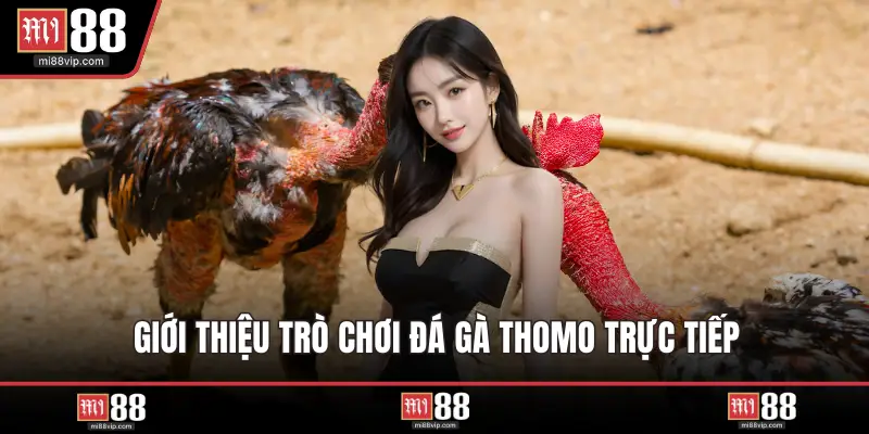 Giới thiệu trò chơi đá gà Thomo trực tiếp